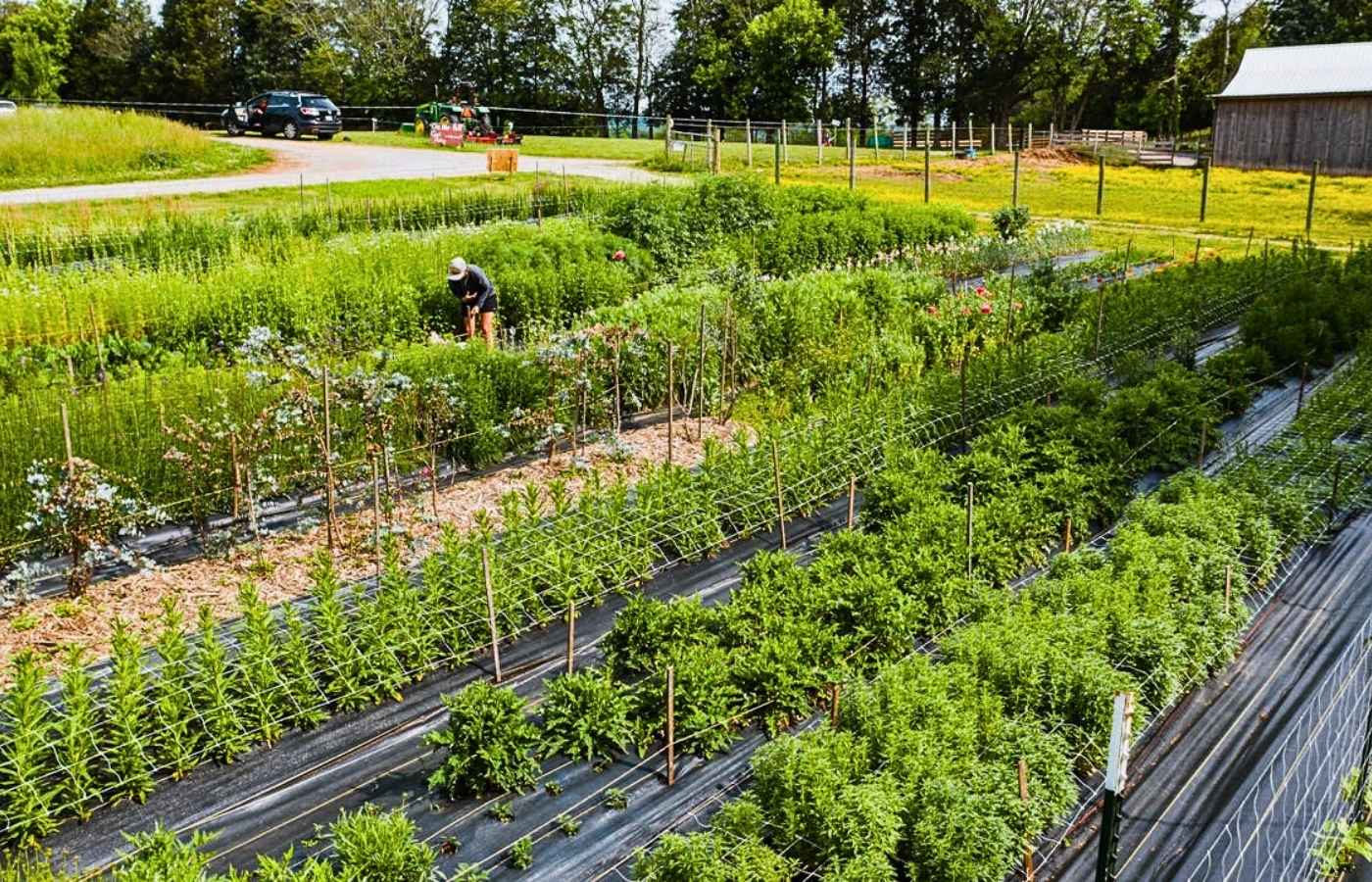 Smart Irrigation is Essentials for Multi-Crop Farms