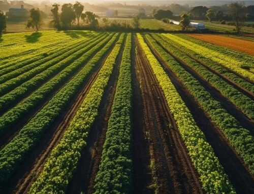 Understanding Carbon Credits in Agriculture