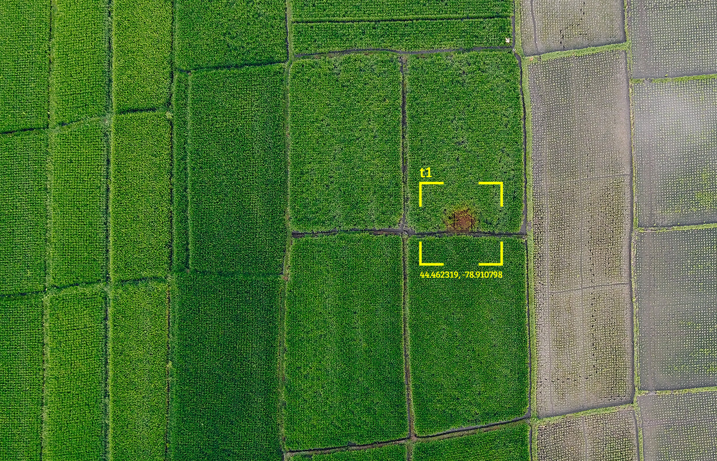 Precision Agriculture at Field Level Resolution